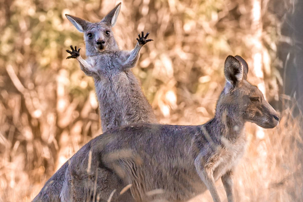 O misterioso animal híbrido de raposa e cão encontrado em estrada