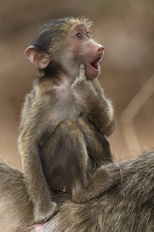 Este jovem babuíno chacma está sentado nas costas da mãe fazendo papel de bobo,  no Parque Nacional Kruger, Africa do Sul