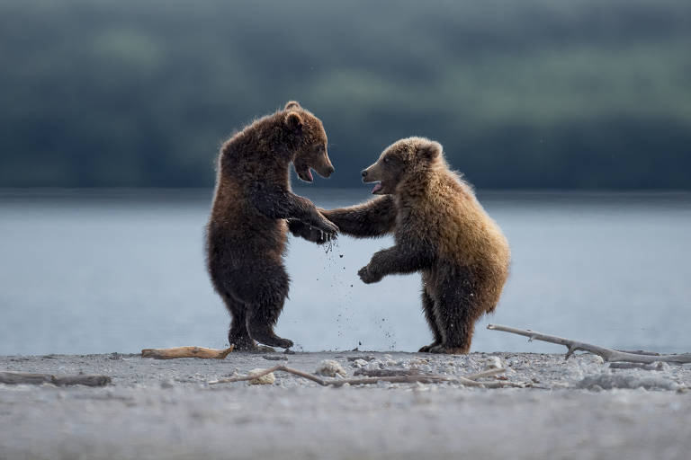 Os animais mais engraçados de 2023