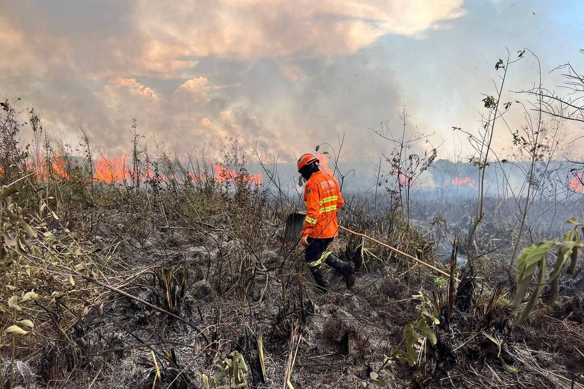 Fires in the Pantanal are once again a concern in MS – 10/05/2023 – Environment