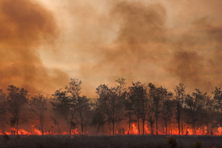 Árvores pegando fogo e fumaça no céu