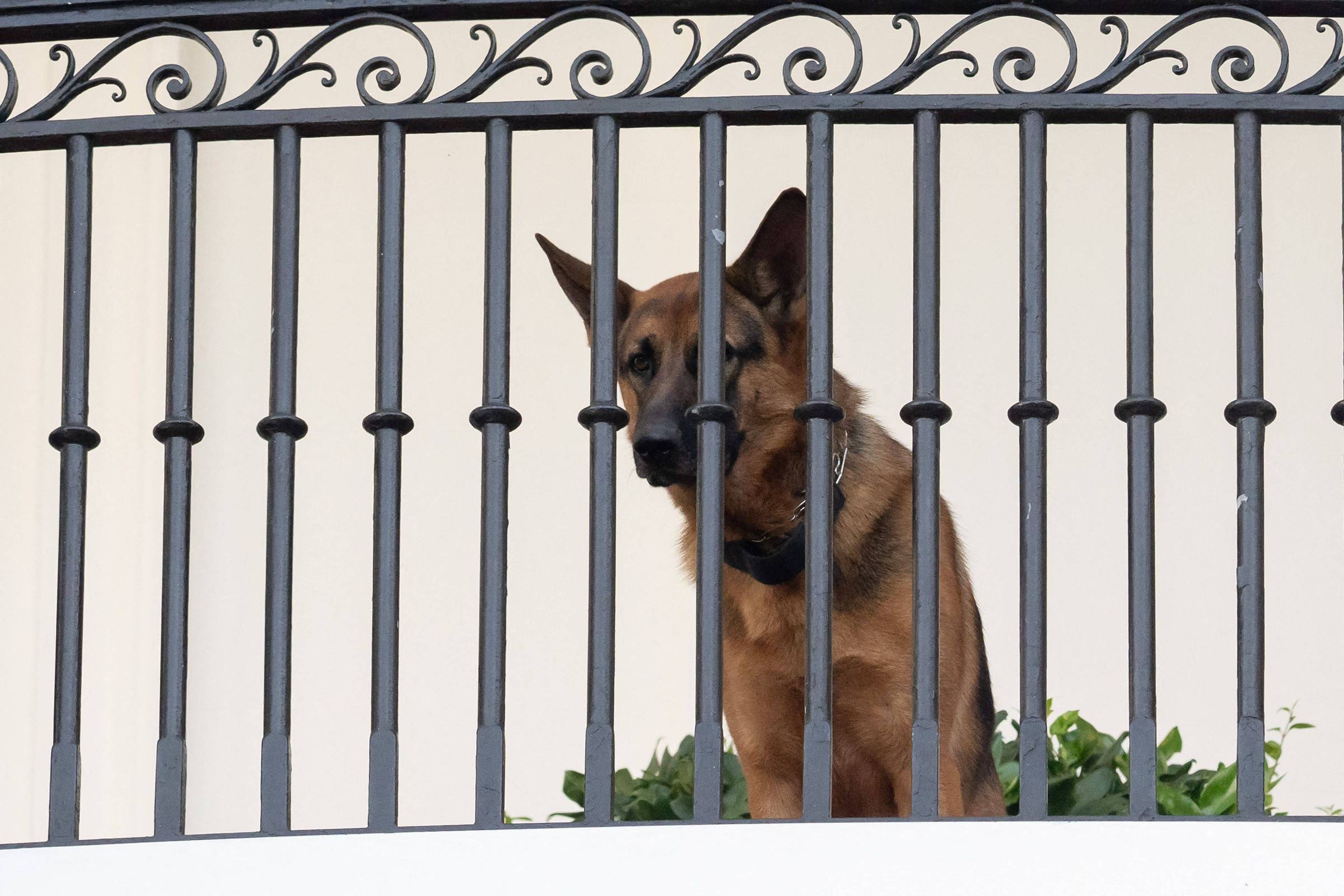 Todos os cachorros do presidente': conheça Champ, Major e outros cães (e  gatos) da Casa Branca - BBC News Brasil