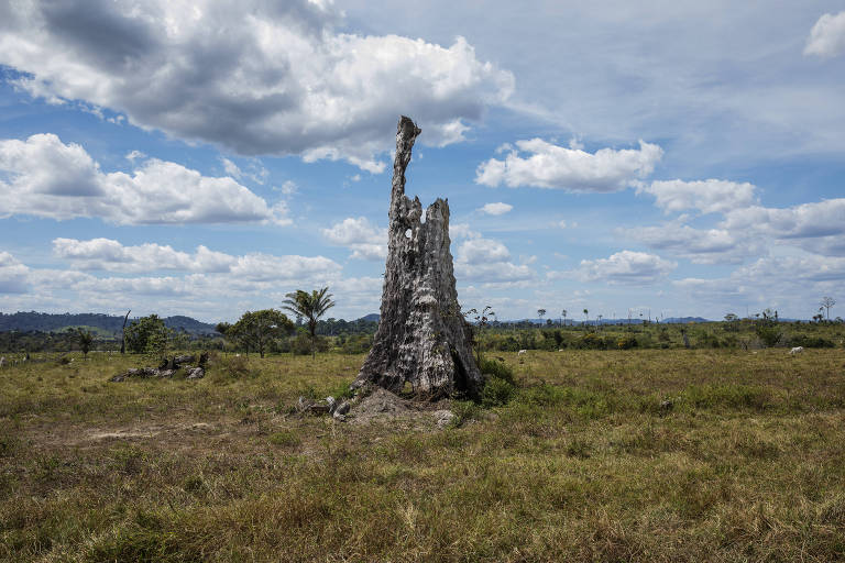 Ibama investiga desmatamento por arremesso de agrotóxico em terra indígena invadida por grileiros; veja vídeo