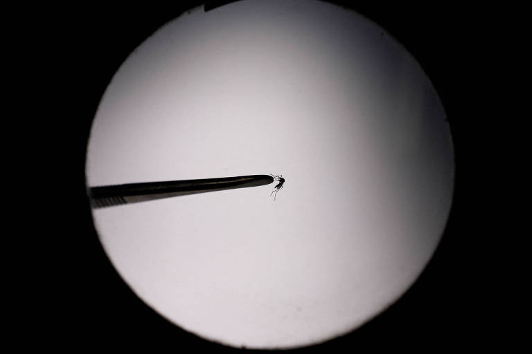 Mosquito 'Aedes aegypti' é visto em uma lente de aumento
