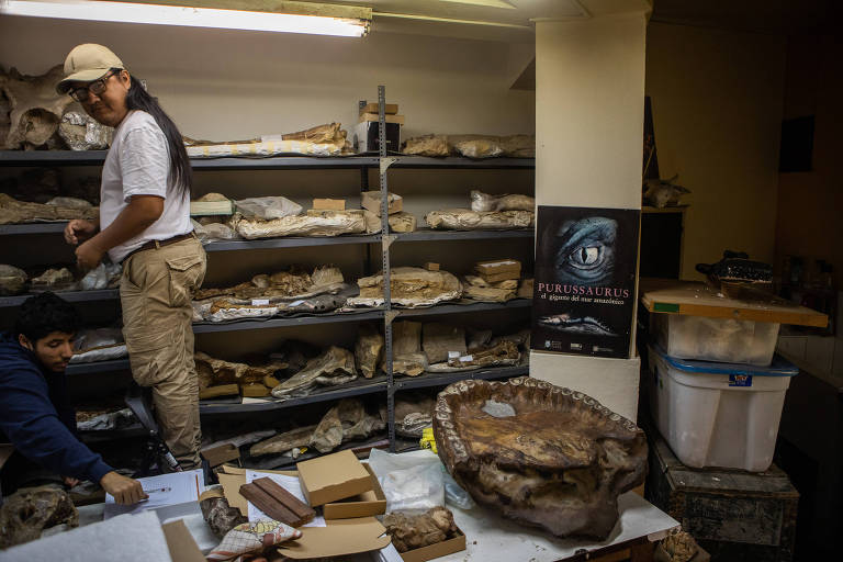 Ali Altamirano, paleontólogo do Museu de História Natural de Lima, no Peru, e membro do Instituto de Geologia, Mineração e Metalurgia, trabalha em uma das salas de pesquisa da instituição