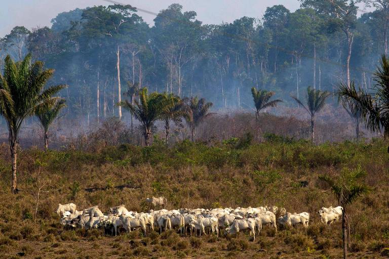 Como a Amazônia se tornou a maior área de pasto do Brasil