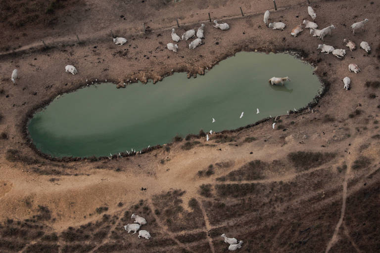 Vista de drone de bois ao redor de uma lagoa
