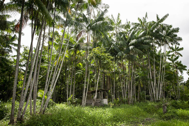 Floresta de açaizeiros na Amazônia, com diversas árvores lado a lado