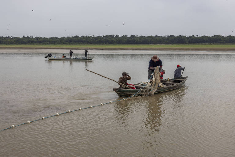 Botos são deslocados no Amazonas para evitar morte por superaquecimento de água