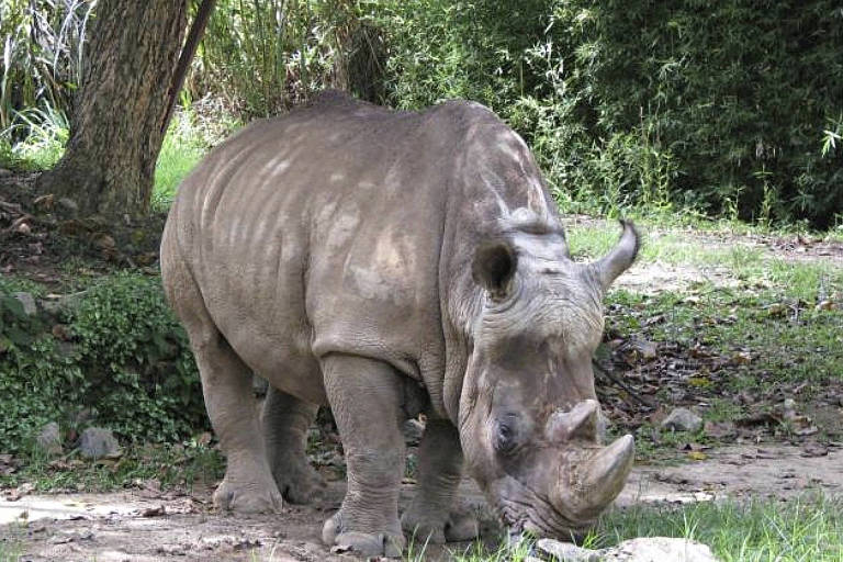 Morre a rinoceronte Luna, animal mais antigo do zoológico de Belo Horizonte