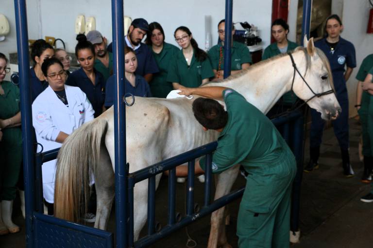 Alunos de medicina veterinária interagem com cavalo durante aula da Uningá