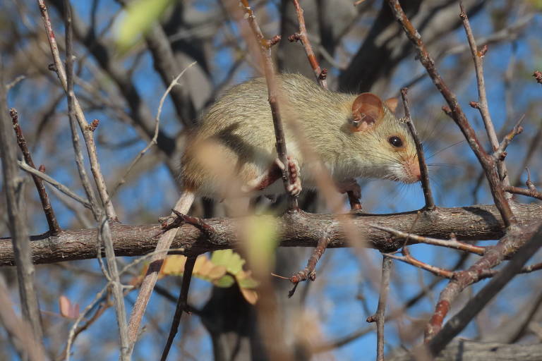 Foto mostra um ratinho-de-nariz-vermelho sobre os galhos de uma árvore