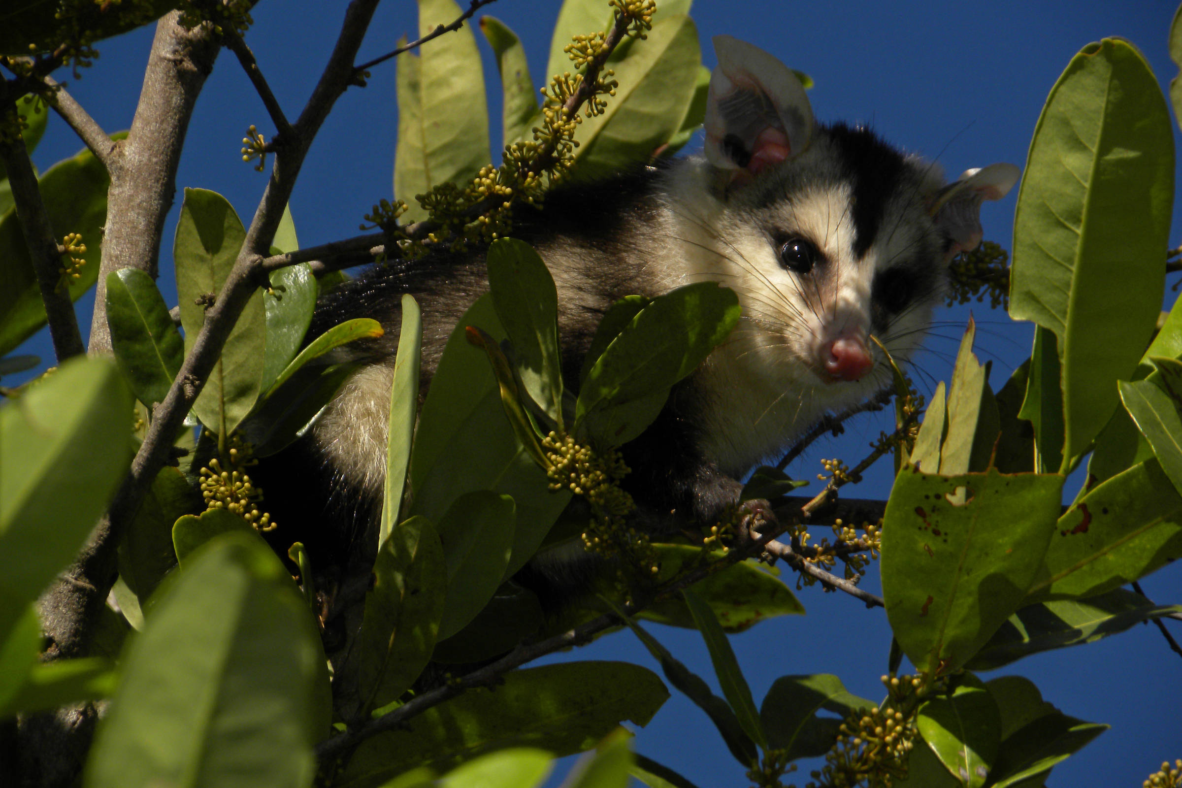 Rabies: infected possum raises alert about virus – 02/08/2024 – Health