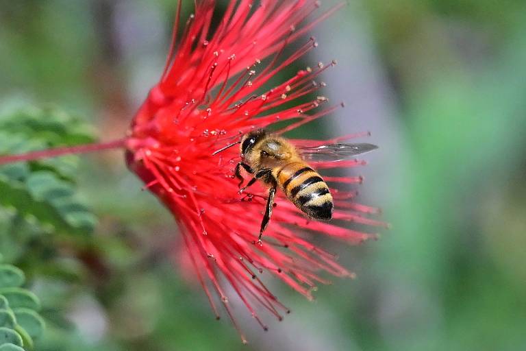 Qual é a origem das abelhas?