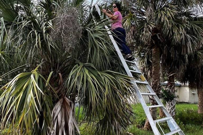 A doença conhecida como bronzeamento letal vem devastando cerca de 20 espécies de palmeiras no sul dos Estados Unidos