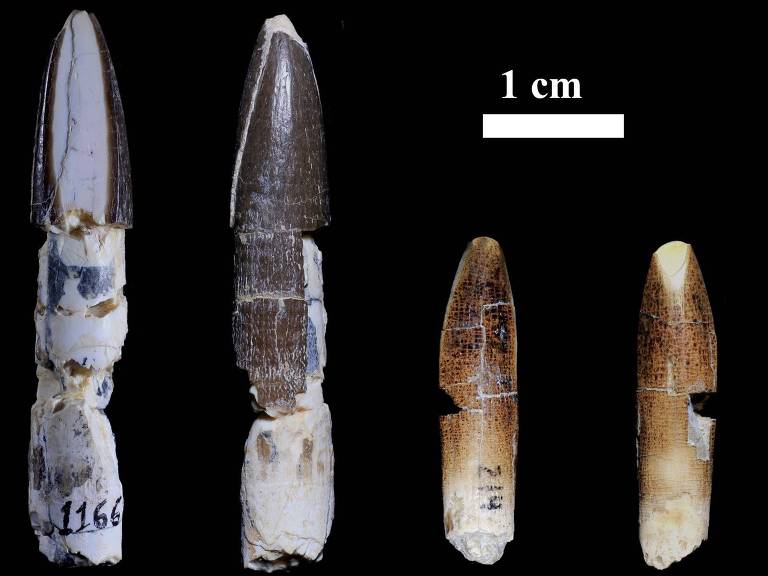 Imagem mostra dente gigante de titanossauro, encontrado em Minas Gerais