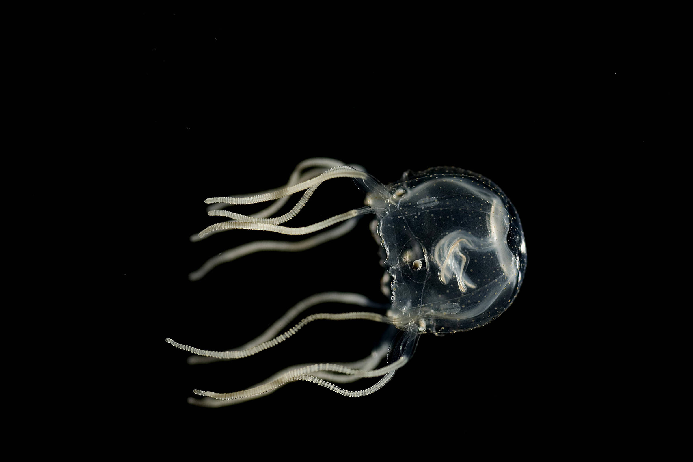 Brainless jellyfish are capable of grasping – 10/19/2023 – Science