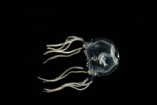 In an undated photo from Jan Bielecki, tripedalia cystophora, a box jellyfish from the Caribbean. (Jan Bielecki via The New York Times)