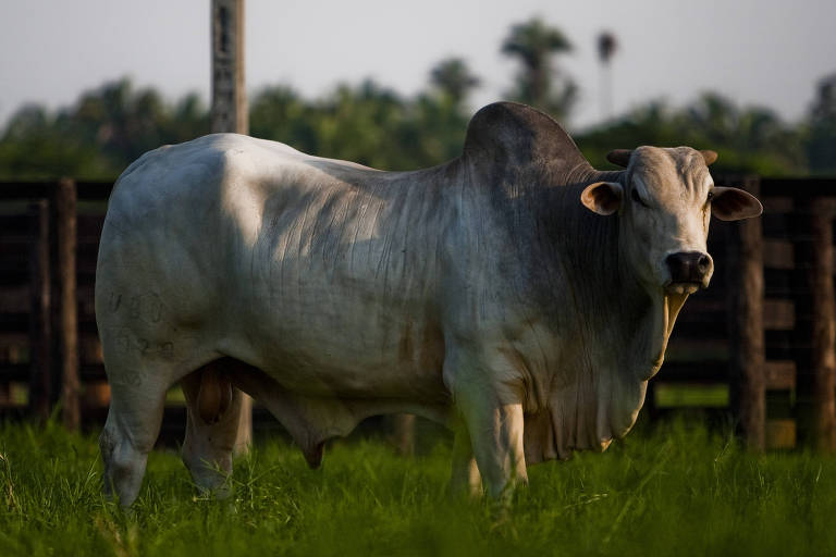 Dono de touro é condenado a indenizar fazendeiro atacado com coices e cabeçadas