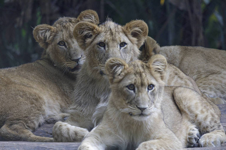 Filhotes de leões do zoológico de São Paulo ganham nomes
