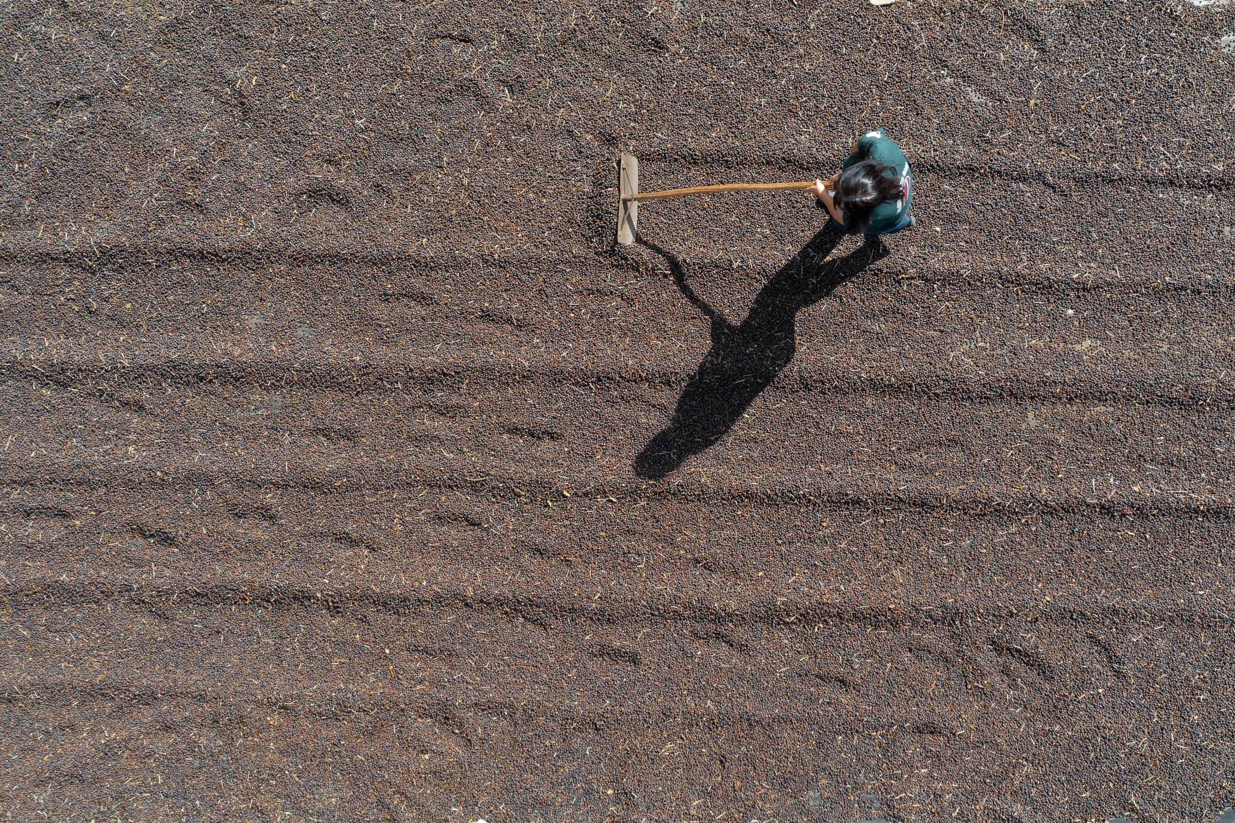 Recorde do café faz agro de MG superar exportações da mineração pela primeira vez