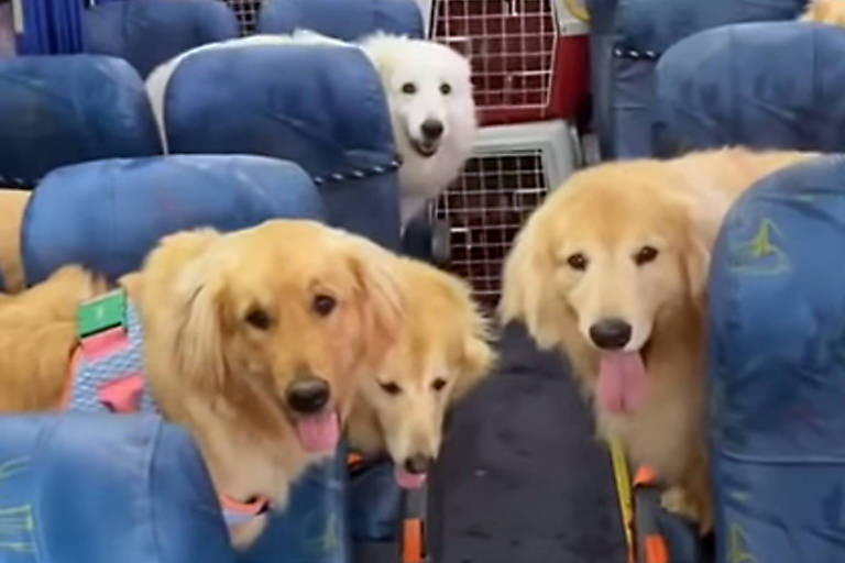 Creche para cães viraliza ao levar animais a hotel em ônibus 'escãolar'