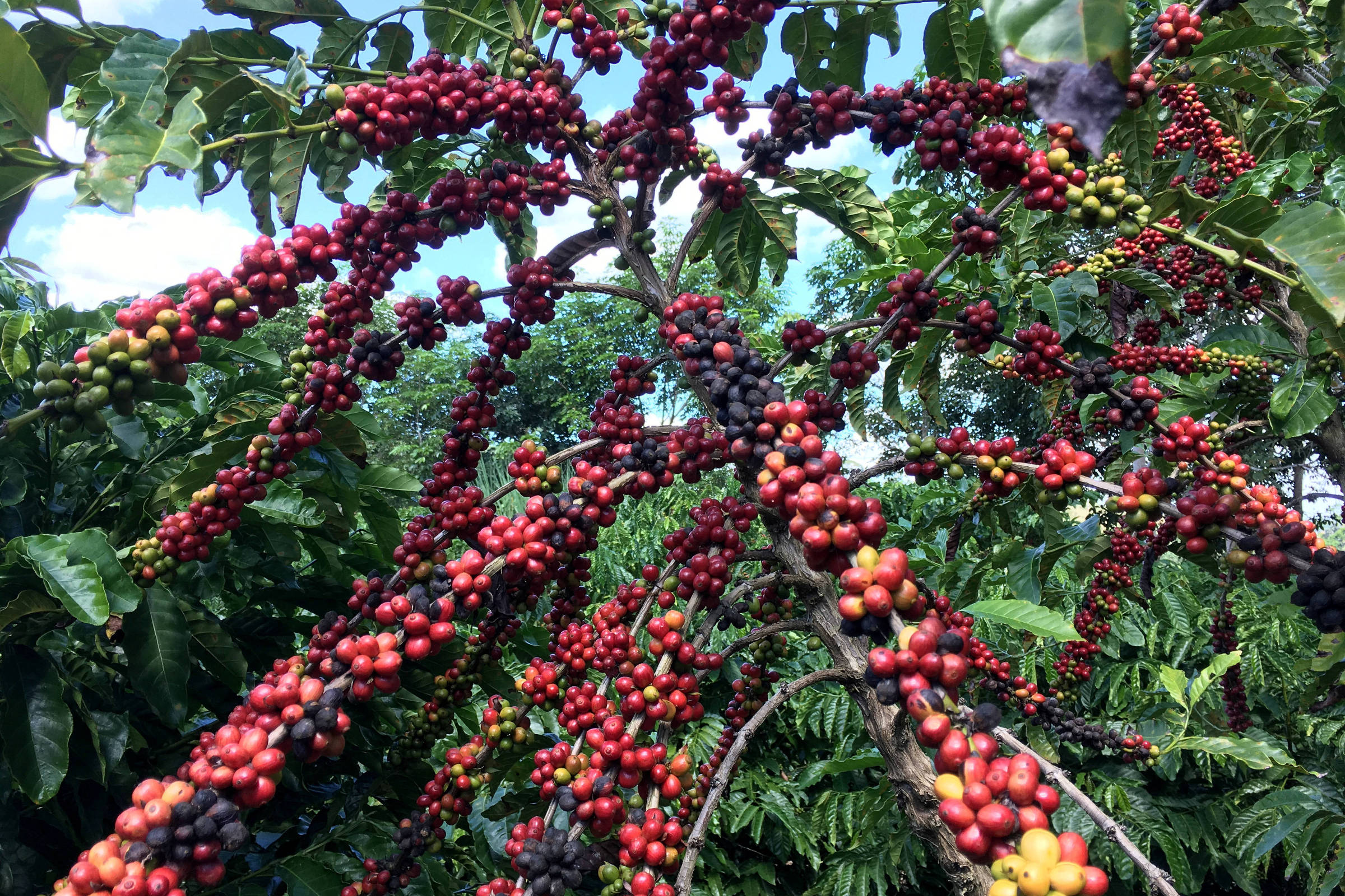 Conilon Robusta Verde Coffee