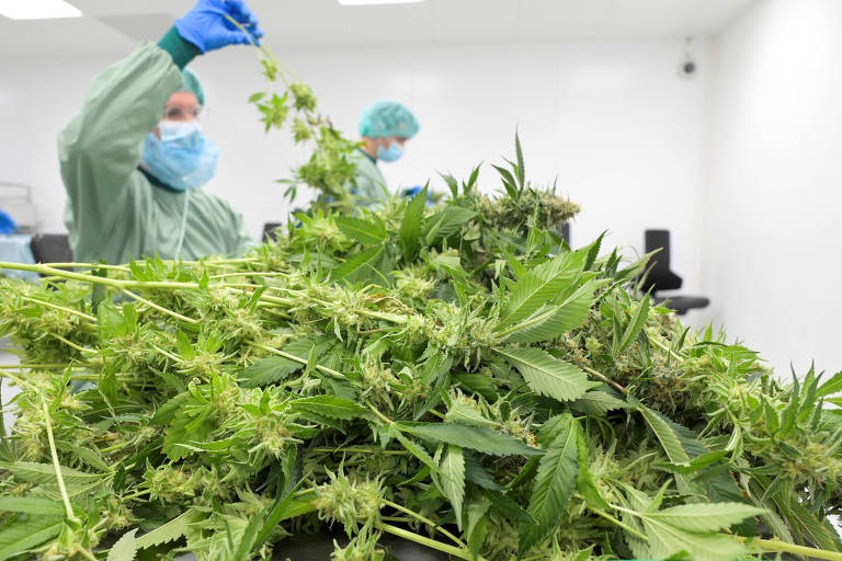 Agricultura familiar ganha força para plantio de cannabis medicinal