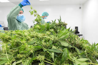 Company in Saxony manufactures cannabis for Pharmaceuticals