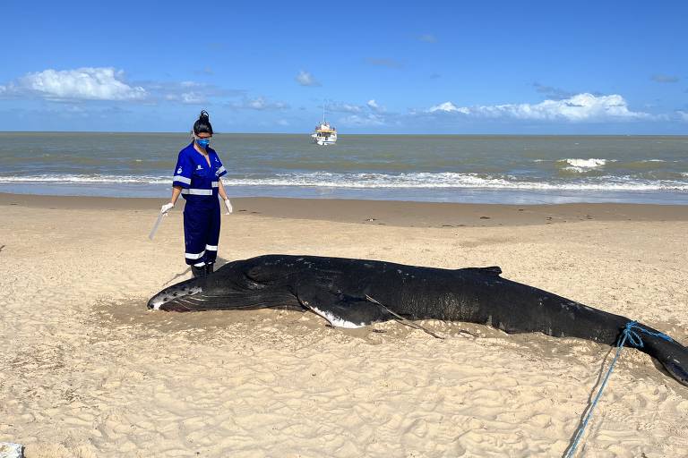 mulher em pé ao lado de uma baleia morta na areia da praia