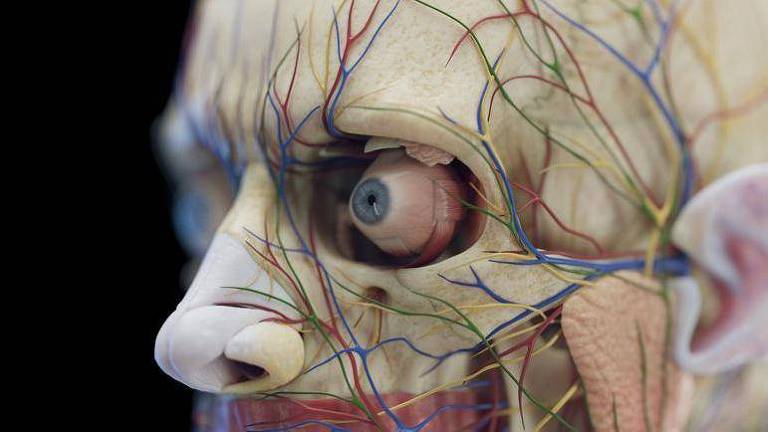 Modelo anatômico da cavidade ocular