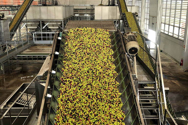Azeitonas durante processo de produção de azeite em um lagar no Sul de Portugal