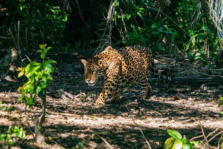 Pantanal - Ver la serie online completas en español