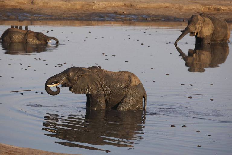 Elefantes se banham em um 'water hole' no Parque Nacional Hwange, no Zimbábue