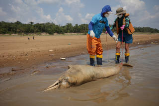 Dolphin was found dead at the Tefe lake affluent of the Solimoes river that has been affected by the high temperatures and drought in Tefe