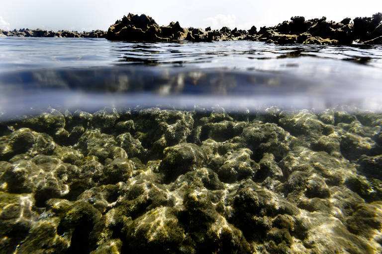 Recifes de coral parcialmente submersos