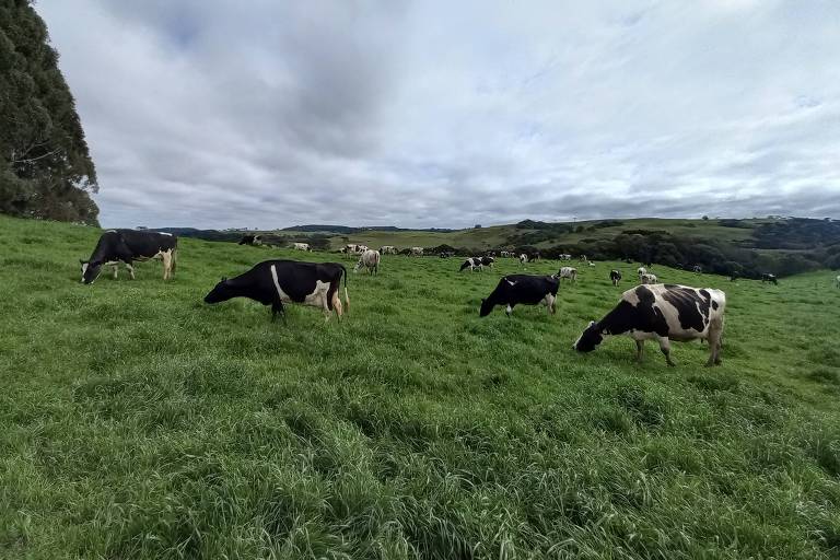 Fotografia de uma pastagem com bastante grama verde e pelo menos uma dezena de vacas malhadas, nas cores preta e branca, comendo o pasto