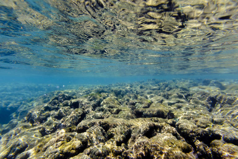 Recifes de corais geram até R$ 167 bilhões ao Brasil, mostra estudo inédito