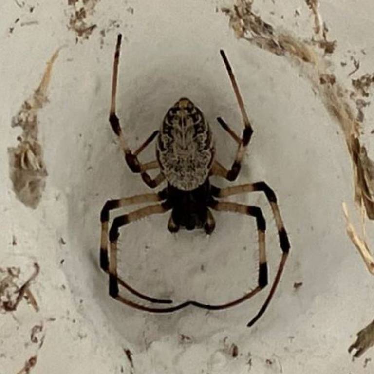 Em outro estudo do grupo do Butantan, inibidores descobertos fazem parte do fluido digestivo da aranha-gigante, espécie inofensiva para humanos