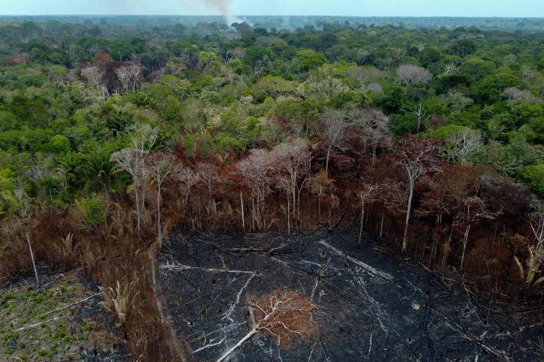 Vista aérea de pedaço da floresta desmatado e queimado, com uma árvore seca caída no chão, ao lado de porções saudáveis de floresta em pé