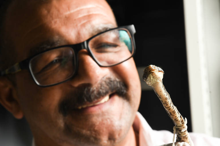 Coleção do Instituto Butantan de cobras e lagartos