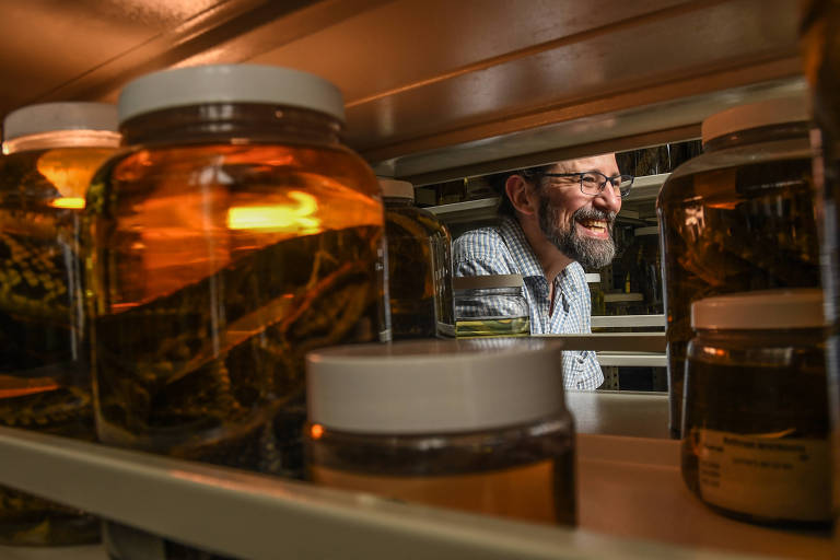 O biólogo e curador da coleção de Herpetologia do Instituto Butantan, Felipe Grazziotin, em meio aos vidros com serpentes preservadas em álcool na coleção