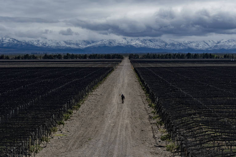 Mudança climática reduz neve e altera produção de vinhos na Argentina