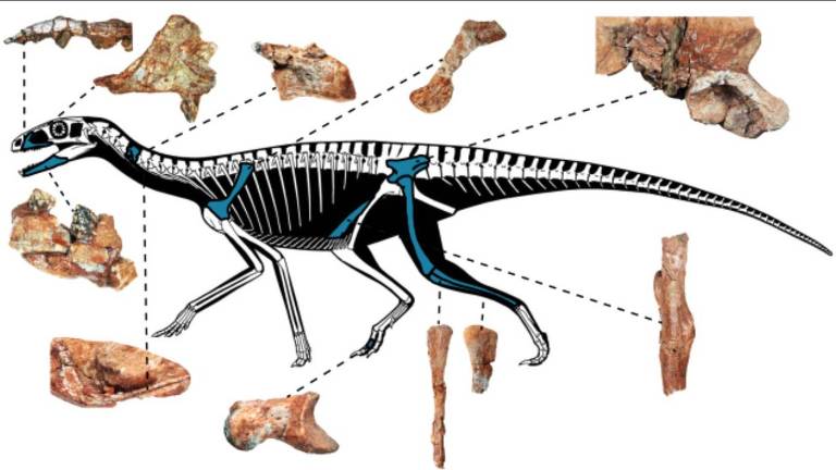 Ilustração de um dinossauro com destaques para os ossos encontrados no Rio Grande do Sul