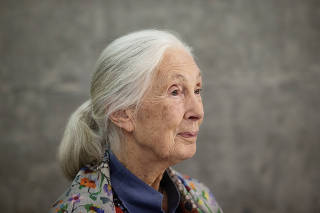 Retrato da  sra Jane Goodall, 89, em sala da Unibes Cultural em SP. Sra Jane eh renomada primatologista, etologa,  antropologa  e ativista ambiental britanica