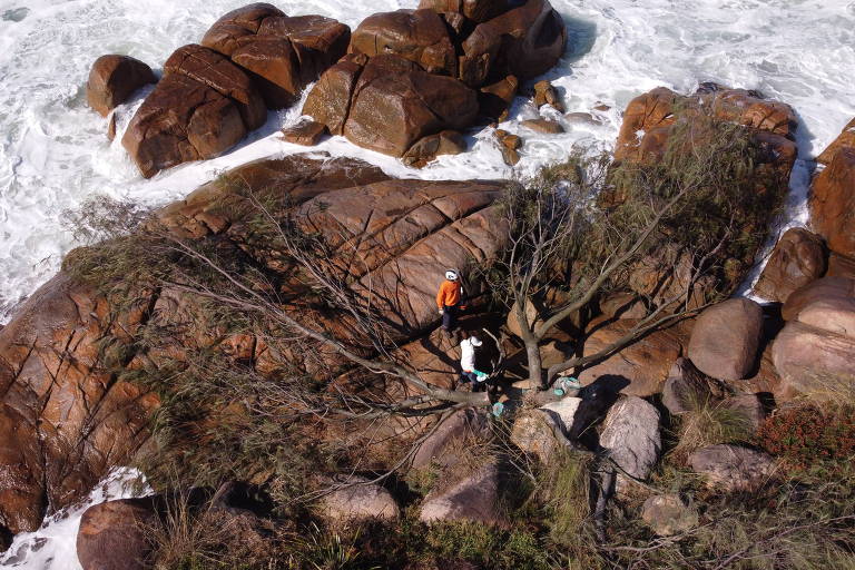 Invasão de pinheiros nas dunas de Florianópolis agrava efeitos de mudanças climáticas na ilha