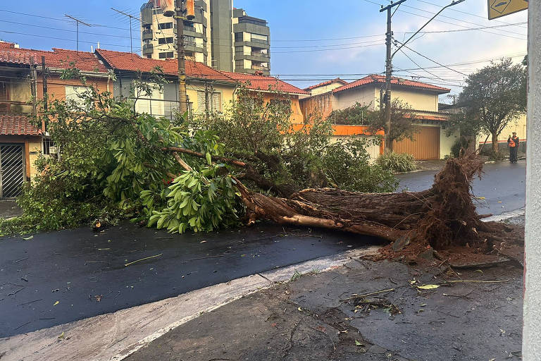 FOTOS: vento provoca queda de árvores, falta de energia elétrica e