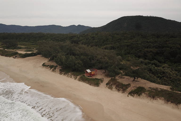 Eucaliptos e outras espécies invasoras são removidas de praias e parques de Florianópolis