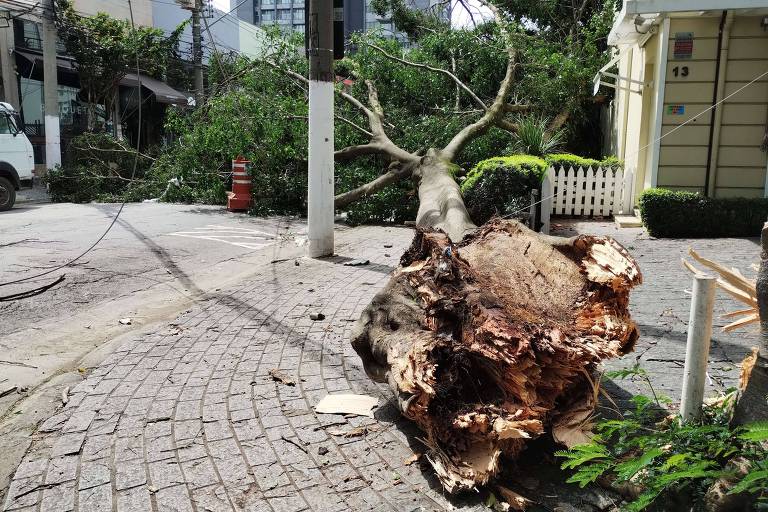 Árvore caída na Avenida Cotovia, após temporal que atingiu São Paulo