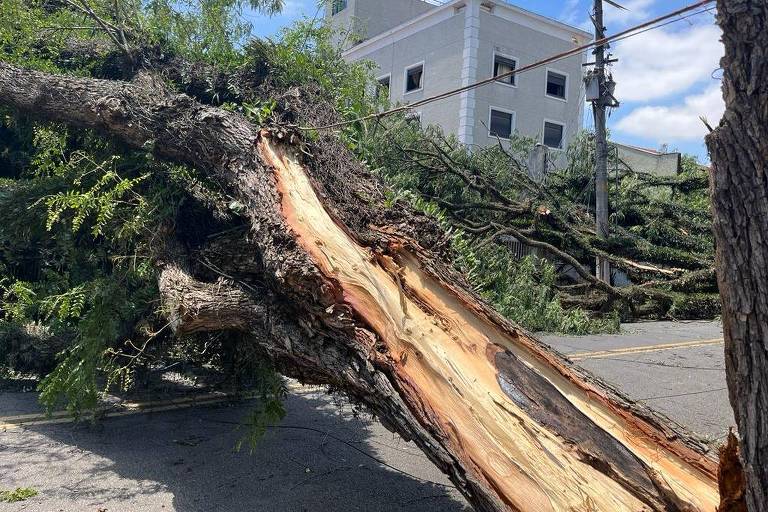 Árvore caída na Avenida Piassanguaba, Planalto Paulista, zona sul de São Paulo; a queda ocorreu na sexta (3) e, até agora, moradores reclamam que não foi removida